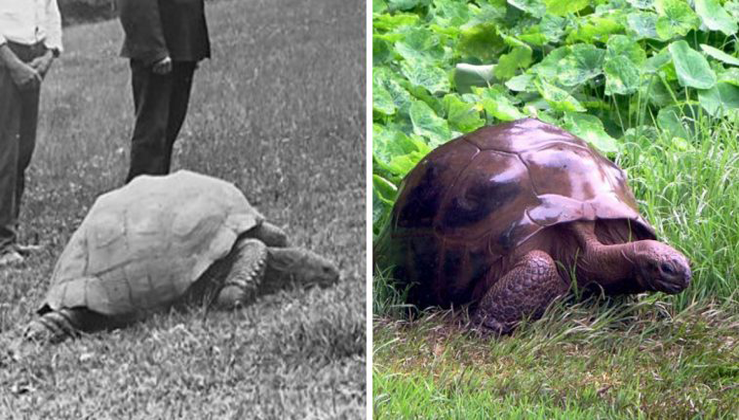 Tortoise Celebrates 187th Birthday As Oldest Living Animal On The Planet