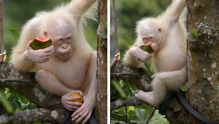 Meet ''Alba'' World's only albino orangutan - Nature And Animals - Sonyaz