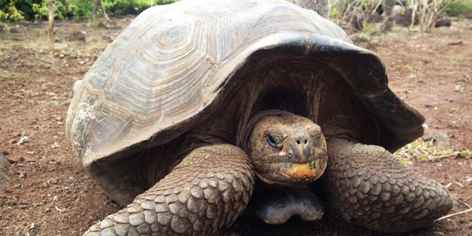 Baby Tortoises Show Up In The Galapagos Islands For The First Time In ...