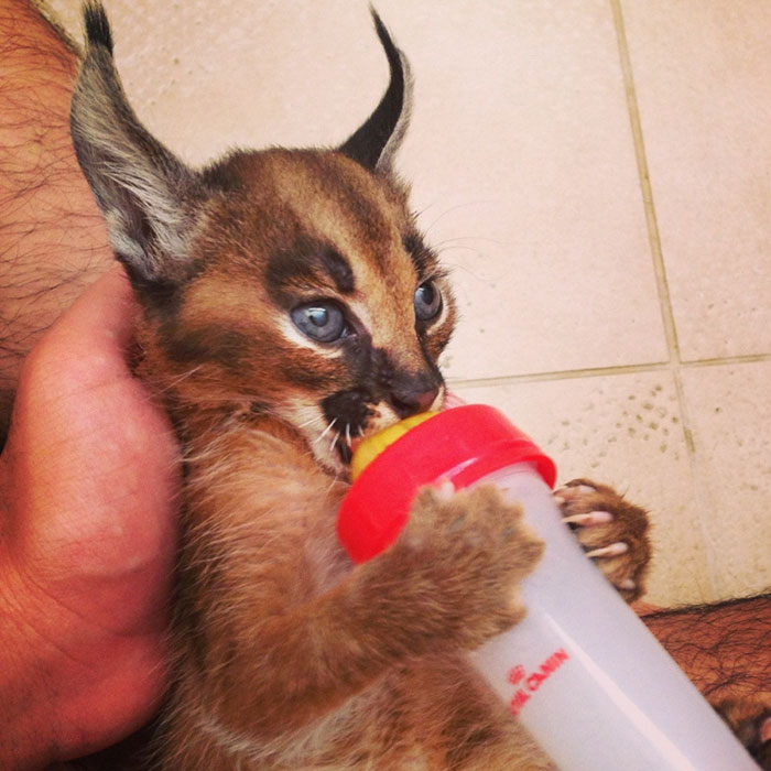 Beautiful Pictures Of Baby Caracals One Of The Most Gorgeous Cat Species Ever Nature And Animals Sonyaz