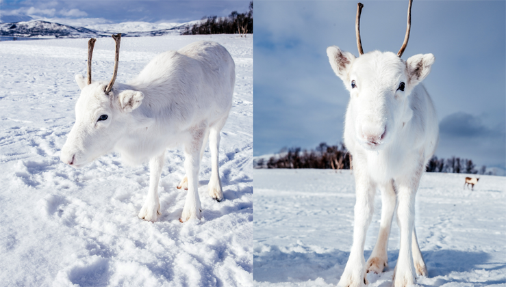 Extremely rare white baby reindeer almost disappears into the snowy