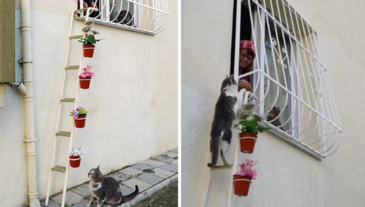 cat ladder for balcony