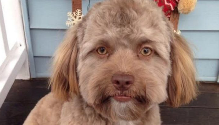 Picture of dog with a human-looking face goes viral,And It's Making ...