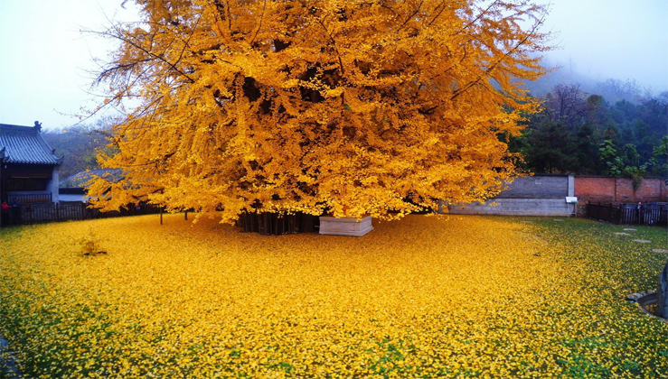 An Ancient Chinese Ginkgo Tree Drops an Ocean of Golden Leaves - Nature