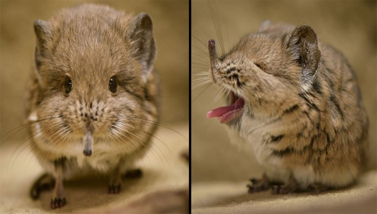 Elephant Shrews Charm Visitors With Funny Expressions - Nature And