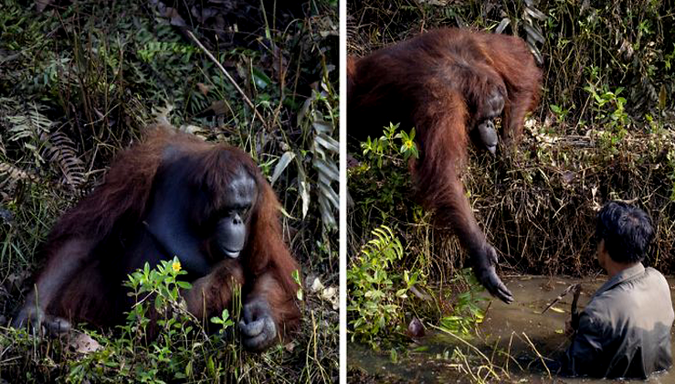 Touching Images Show Orangutan Reaching Out To Save Man's Life Thinking ...