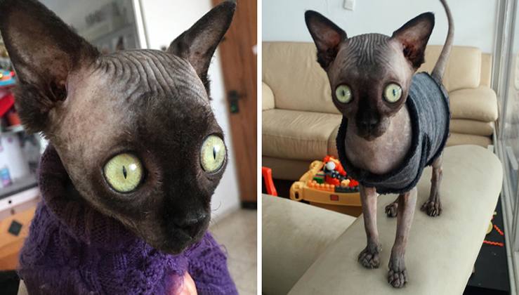 Sphynx Kitty With Rare Neurological Condition Looks Like A Bat - Nature ...
