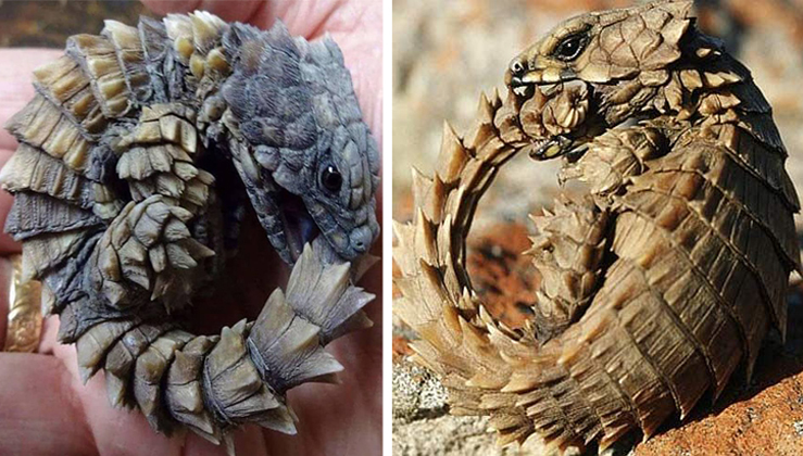 Golden Armadillo-Lizard Looks just like Mini Dragon - Nature And