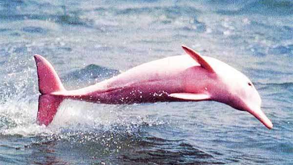 Boaters Spot Pink Dolphin in Louisiana River With Her Pink Baby Calf