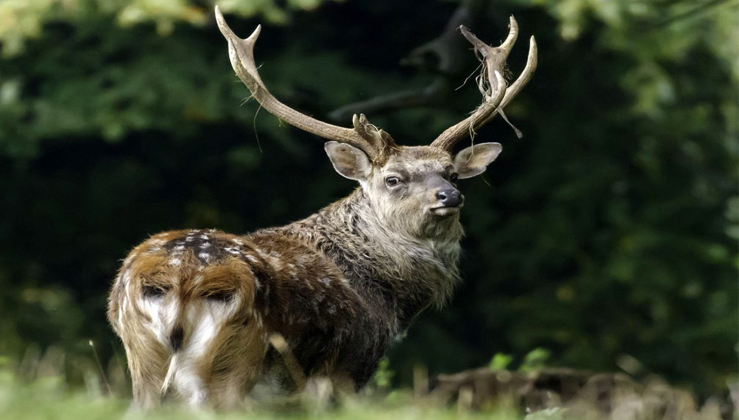 Stunned Photographer Takes Picture Of Deer With A Backside That Looks ...