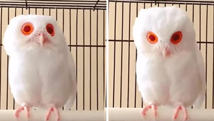 This Rare White Owl Has Been Found, And It Has The Most Mesmerizing