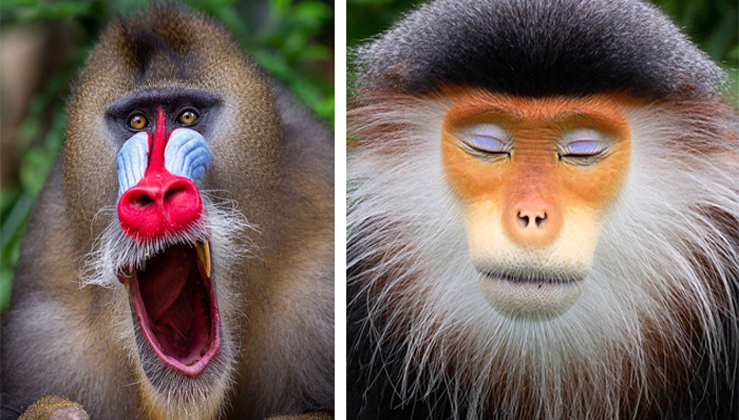 Photographer Captures Hilarious Close Up Portraits of Some of the World ...