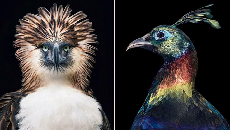 11 Rare And Endangered Birds That Look Simply Stunning - Nature And ...