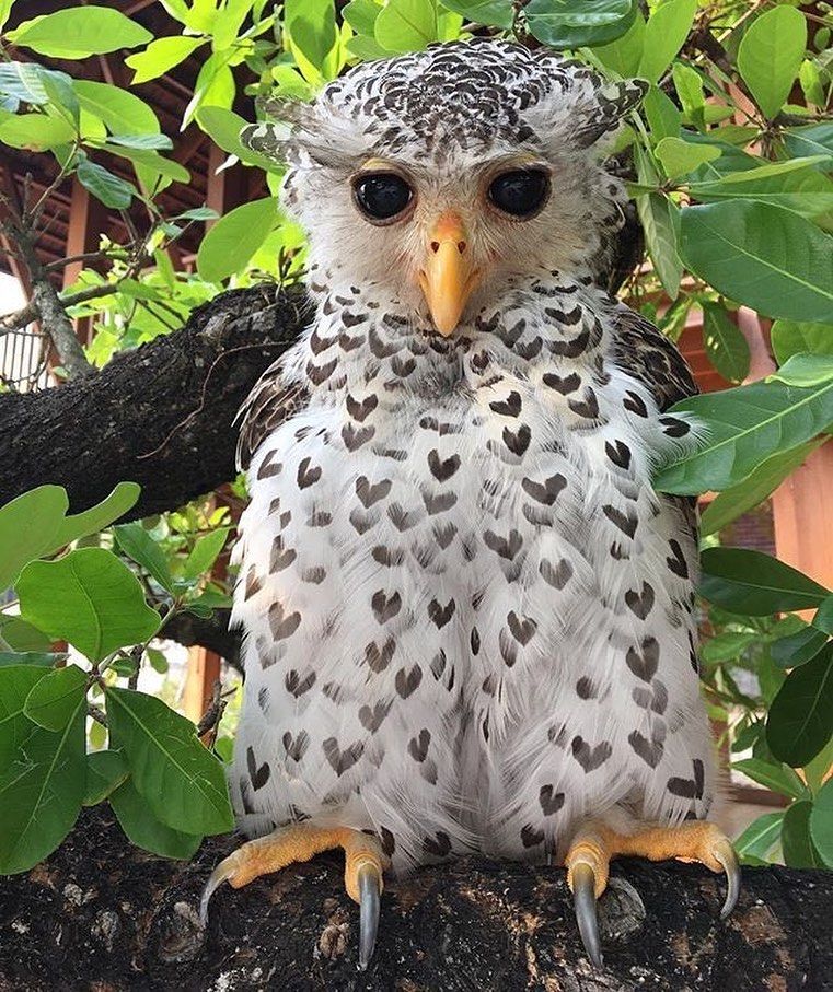 The Spot-Bellied Eagle Owl Known As The Devil Bird Of Sri Lanka, With  Hearts In Its Feathers - Nature And Animals - Sonyaz