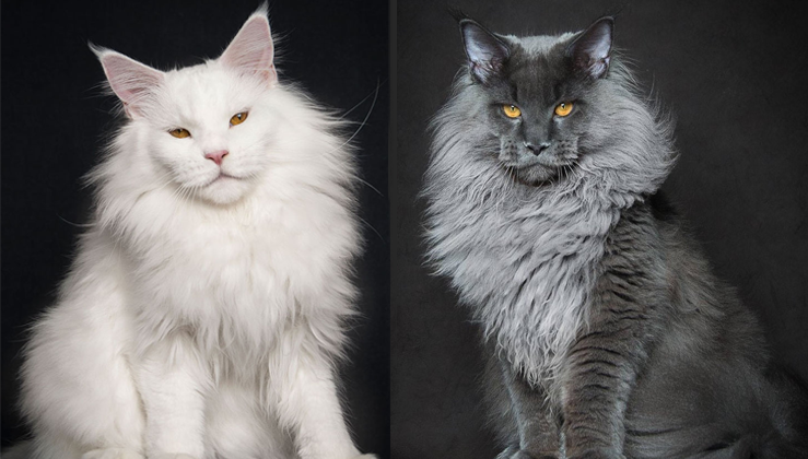18 Perfect Photographs Of Maine Coons The Largest Domesticated Cats In The World Nature And