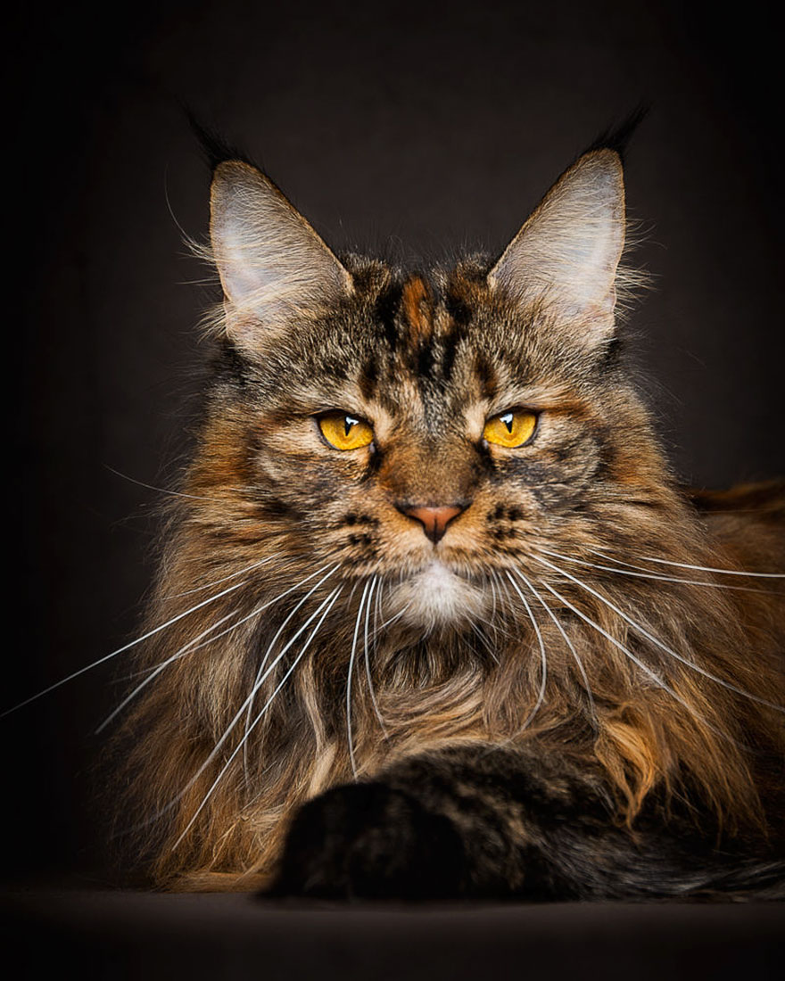 18 Perfect Photographs Of Maine Coons, The Largest Domesticated Cats In ...