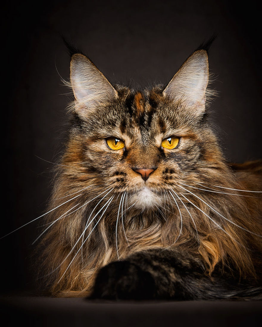 18 Perfect Photographs Of Maine Coons The Largest Domesticated Cats In 