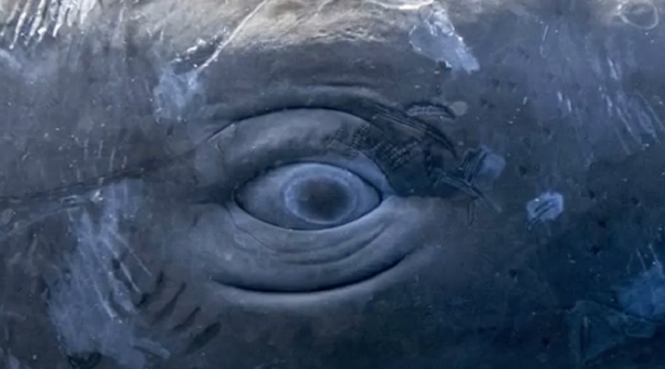 Photographer Catches Mother Sperm Whale Ejecting Milk Underwater For