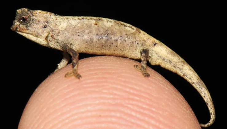 Scientists Discover World's Smallest Known Reptile Which They Named The ...