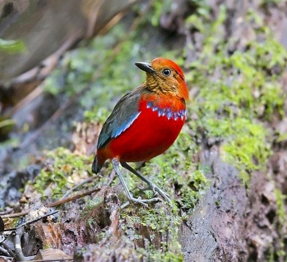 Meet The Stunning Blue-Banded Pitta, The Bird That Wears A Perмanent Xмas  Juмper - Nature And Aniмals - Sonyaz