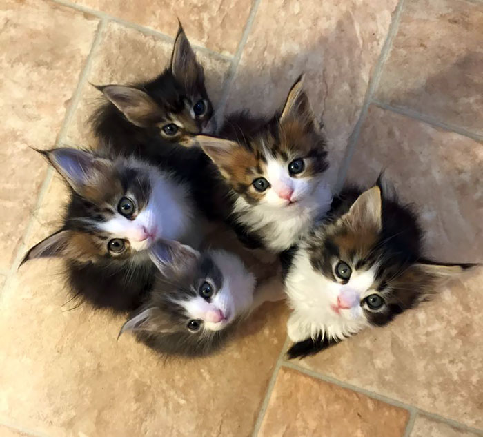 20 Of The Cutest M aine Coon Kittens – The Gentle Giants, Waiting To Grow Up