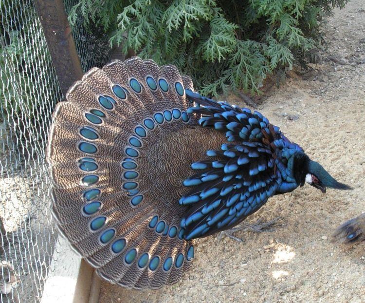 A Stunning Bird with Blue-Green Plumage and a Mohawk – Icestech