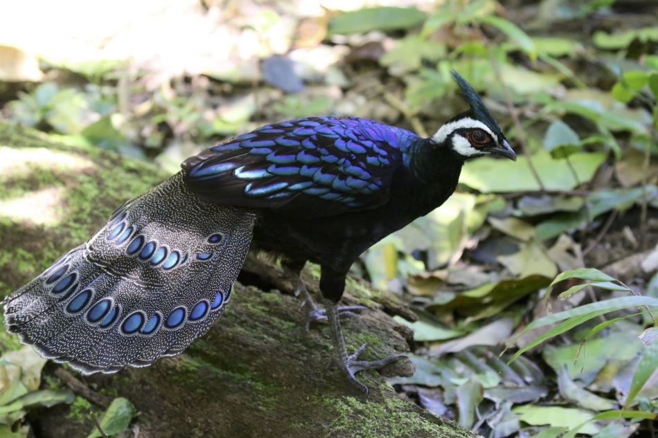 A Stunning Bird with Blue-Green Plumage and a Mohawk – Icestech