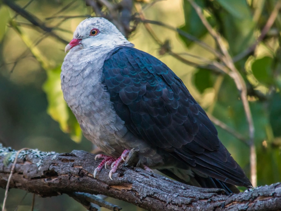 Meet The White Headed Pigeon The Most Beautiful Pigeon In The World