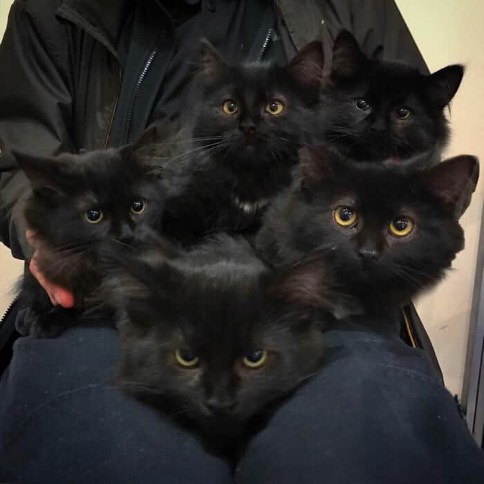 Stray Cat Introduced All Her Six Babies To Woman Who Helped Her