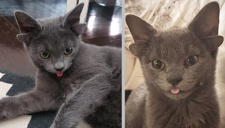 Meet Midas, The Adorable Four Eared Cat Who Was Rescued As A Baby (Pics ...