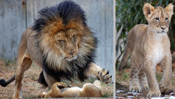 A Lion Get Scold By His Lioness For Playing With Their Daughter ...