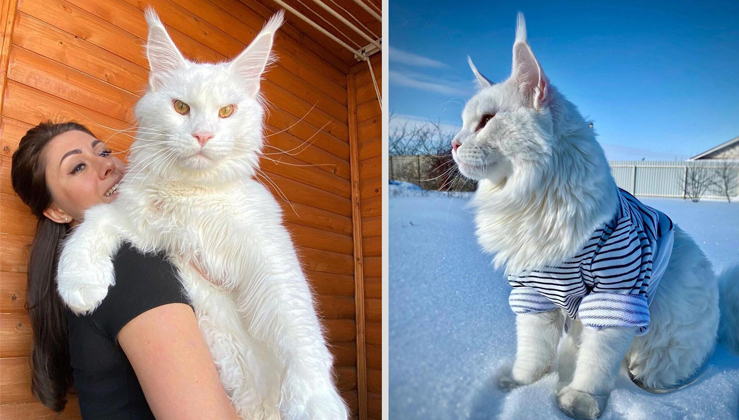 Meet Adorable Kefir – The Giant Maine Coon Cat That Looks Like A White ...