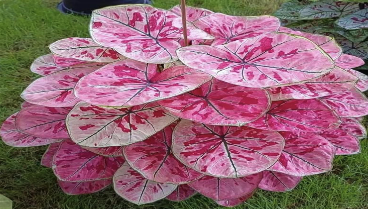 Caladium Strawberry Star: All You Need to Know (Pics & Video) - Nature ...