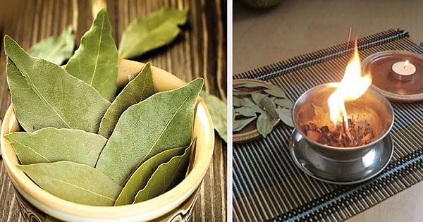Tremendous Health Benefits Of Burning Bay Leaves (Video & Pictures)