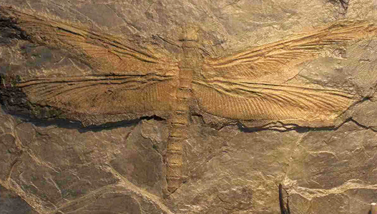 The Biggest Insect Ever Existed Was A Giant 'Dragonfly' - Nature And ...