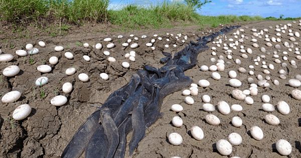 The Farmer Bursts Into Tears When He Finds Hundreds Of Strange Eggs Among His Crops
