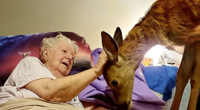 A Dying Woman's Love for 'Bambi' Leads to Heartwarming Visit from a Real-Life Deer