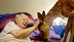 A Dying Woman's Love for 'Bambi' Leads to Heartwarming Visit from a Real-Life Deer