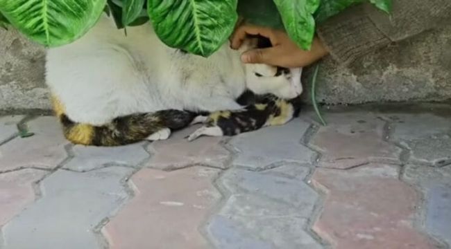 A Mother Cat's Plea: Trusting Strangers with Her Dying Kitten, She Receives the Help She Desperately Needed