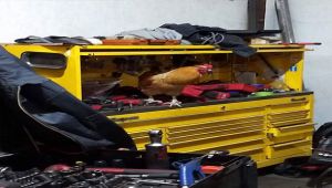 A Rooster’s New Home at an Auto Shop