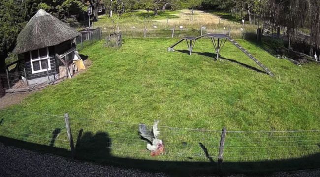 Brave Farm Animals Save Chicken from Hawk Attack