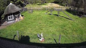 Brave Farm Animals Save Chicken from Hawk Attack