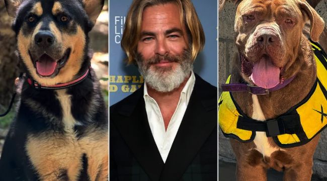 Chris Pine Seeks Forever Homes for Two Dogs He Rescued from Euthanasia Just Hours Before Their Scheduled Deaths