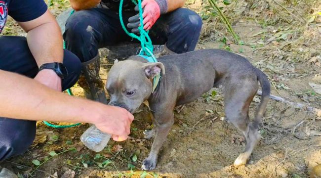 Dog Miraculously Rescued from Tree After Hurricane Helene’s Floodwaters in Tennessee