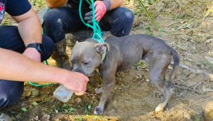 Dog Miraculously Rescued from Tree After Hurricane Helene’s Floodwaters in Tennessee