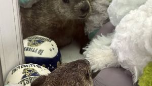 Groundhog Surprise: Mini Golf Employees Rescue Unexpected Prize from Claw Machine