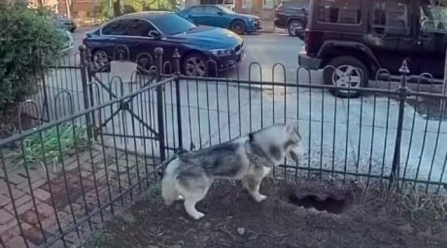 Heroic Husky Uncovers Gas Leak, Prevents Potential Disaster for Entire Neighborhood