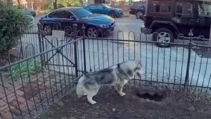 Heroic Husky Uncovers Gas Leak, Prevents Potential Disaster for Entire Neighborhood