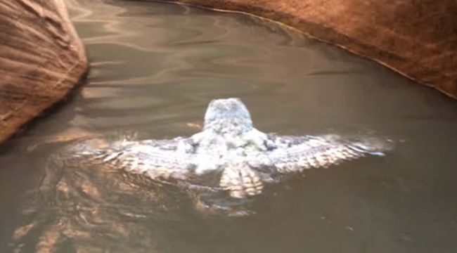 Hikers Capture Rare Footage of Owl Swimming in Lake Powell Canyon