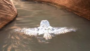 Hikers Capture Rare Footage of Owl Swimming in Lake Powell Canyon